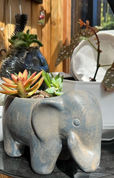 Plants, terrariums, and plant cuttings available for purchase. 