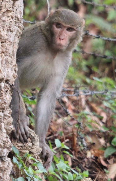 macaque on a lookout