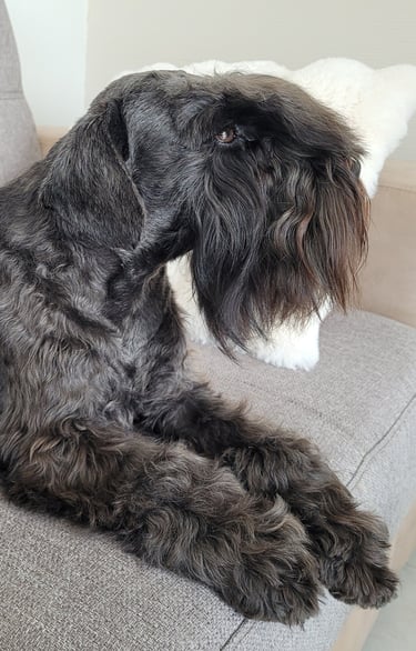 Tessie , adorable Schnauzer 