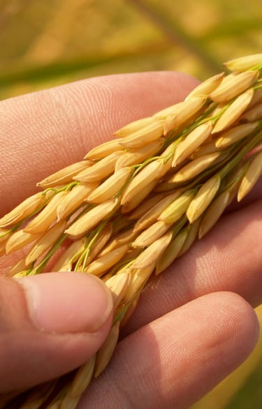 basmati rice crops skbr export