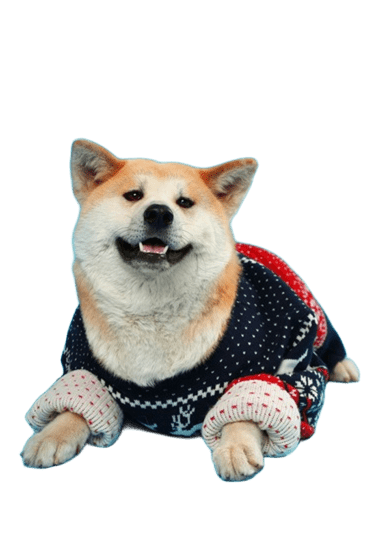 Perrito modelando sudadera artesanal de Patitas Coquetas