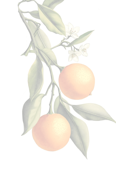 Panettone Trentasei Laranja da Sicília