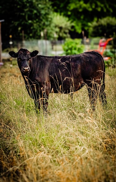 beef cattle grazing