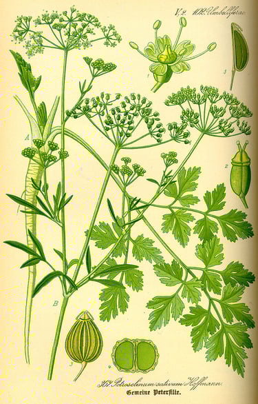 Parsley