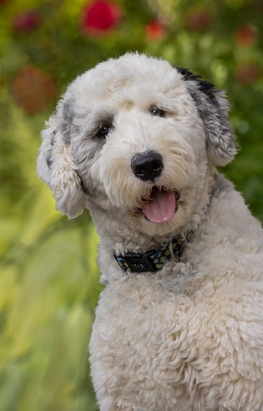 Pet Photography in Montreal Quebec 