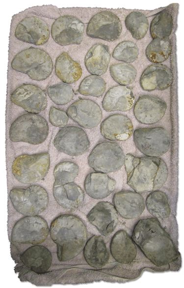 Flexuose ceratites after cleaning.