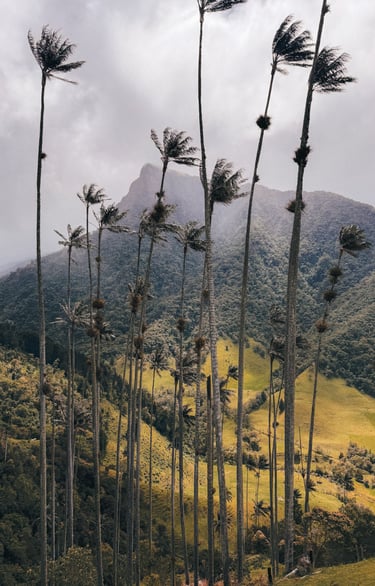 Cocora Valley in Salento, Colombia