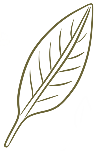 Dessin minimaliste de feuille