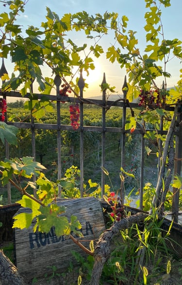 tramonto Valpolicella in cantina Valentina Cubi per MyVinapp