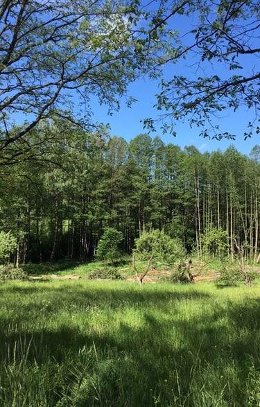 sodybos kraštovaizdis