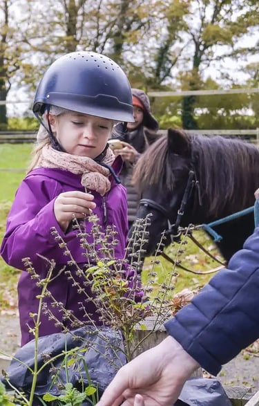 Découverte et cueillette plantes aromatiques en promenade sensorielle avec les poneys.