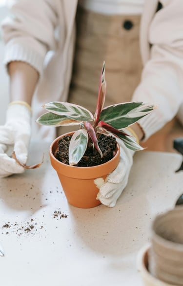 Prayer plant