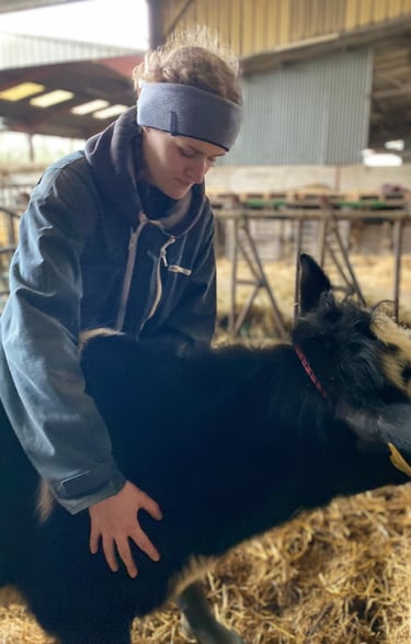 Séance d'ostéopathie pour vache dans le Hainaut en Belgique
