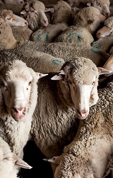 A flock of Australian sheep being transported by truck at Maalem Barka Company.