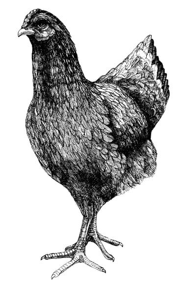 chicken dog food