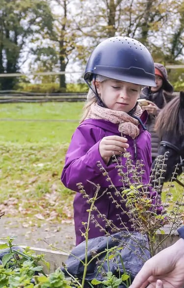 Découverte et cueillette plantes aromatiques en promenade sensorielle avec les poneys.
