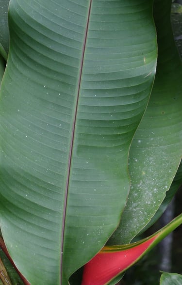 venta de plantas en Cali y Popayán
