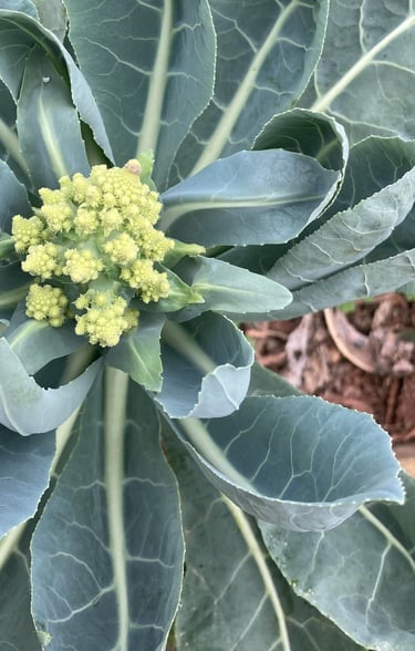 venta de plantas para huerta