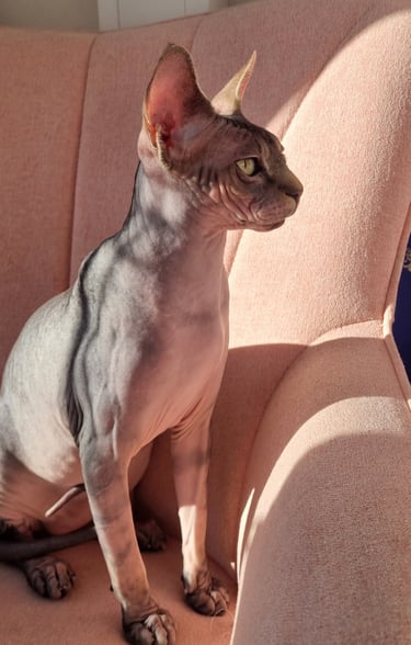 Sphynx sur un fauteuil
