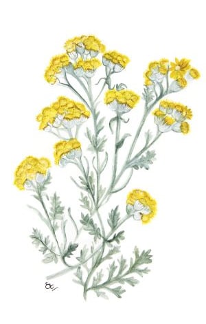 Phitocomplex lenitiv