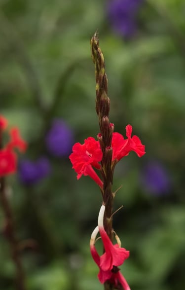 venta de plantas en Cali y Popayán
