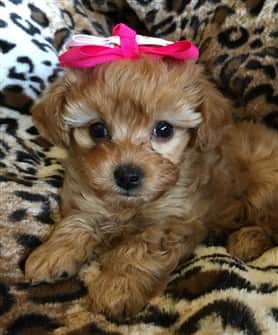 maltipoo-growth