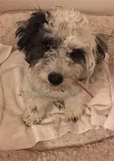 maltipoo-itching-issues