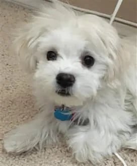 maltipoo-essentials