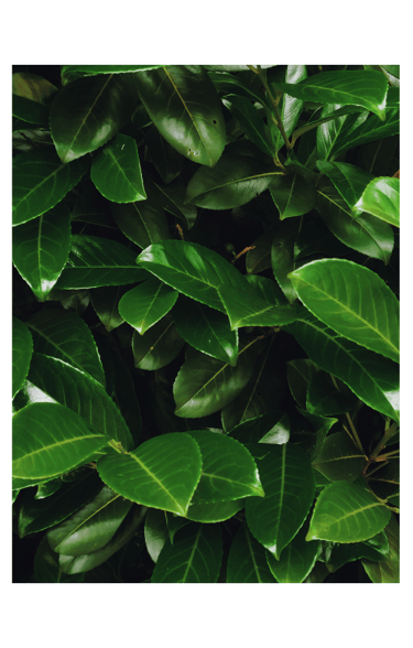 a green plant with green leaves on it