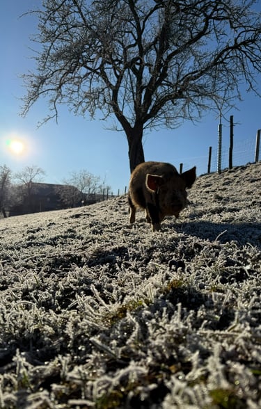 a pig in the snow with a tree in the background