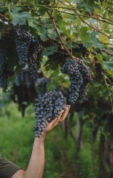 grappolo uva vino cantina Valentina Cubi per MyVinapp