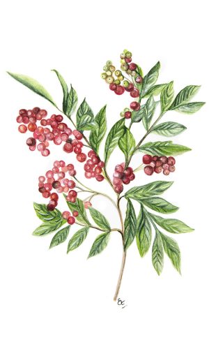 Phitocomplex anticădere