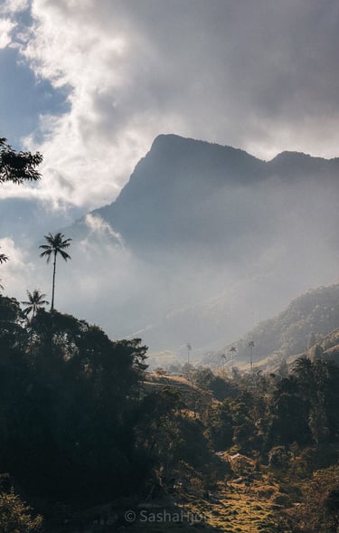 Cocora Vally in the morning, Salento in Colombia