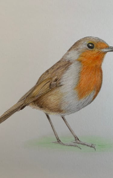Robin