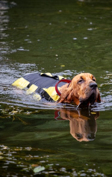 Un St-Hubert qui apprend à nager à l'Aqua School dans le Calvados