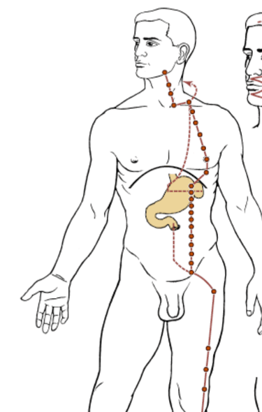 méridien de l'estomac en médecine traditionnelle chinoise