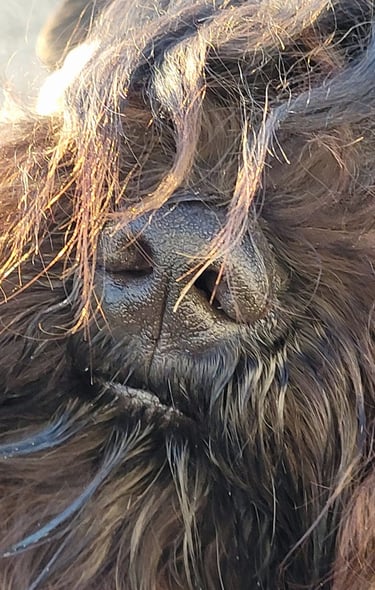 Truffe de Schnauzer nain noir