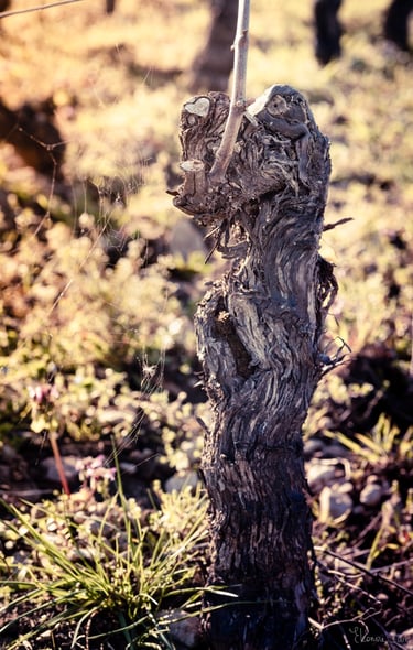 Tronc de vigne aux reliefs en forme de cœur, série Un Amour de Cep – photographie d’art en Bourgogne