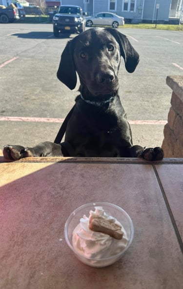 Photo of a dog at the counter getting a whipped cream puppy treat at Chrissy's Cravings 