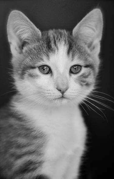 Portrait of a kitten through the lens of photographer Peter Pickering
