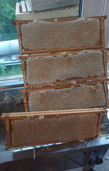 Organic Honey