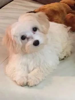 Creating a Great Set-up for your Maltipoo