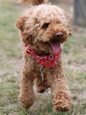 toy+poodle+size+compared+to+maltipoo-2-min-1920w (1)