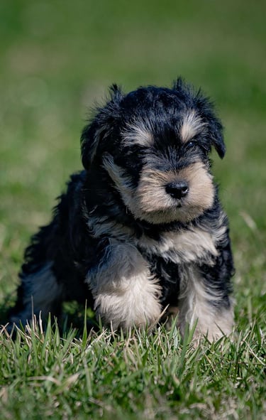Puppies for Sale 