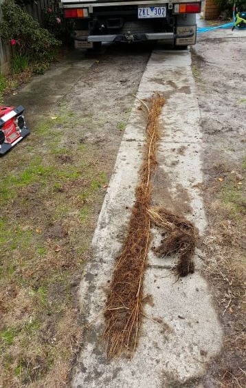 tree root from a drain in Rye