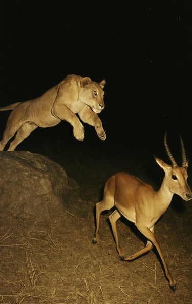 Une lionne chasse une antilope pour la journée du lion.
