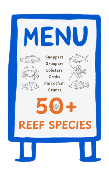 The lionfish is an insatiable predator preying on over 50 reef species