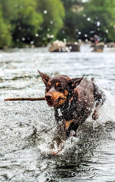 un kelpie australien à l'Aqua school