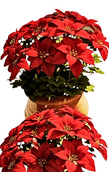 Pascueros #SomosBarrio