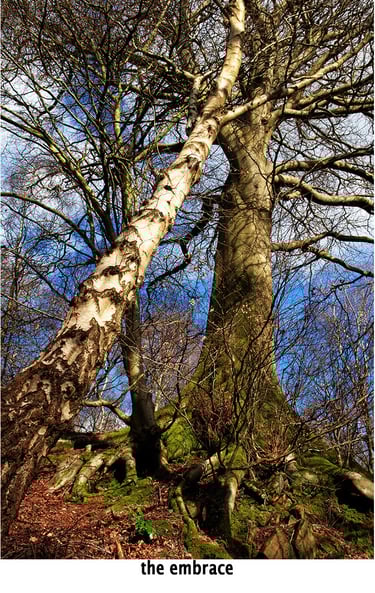a leaning tree embracing another tree in woodland